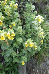 Euphrasia nankotaizanensis