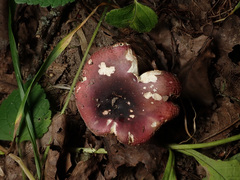 Russula integra