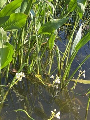 Sagittaria rigida