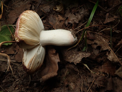 Russula integra
