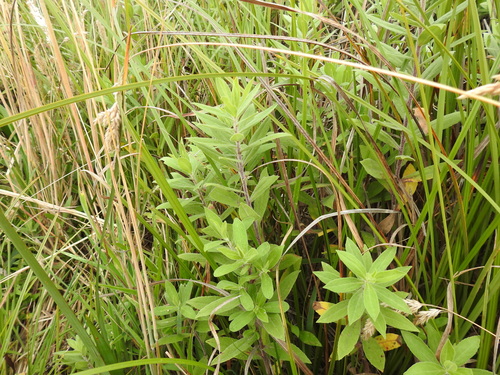 Cascade Canada Goldenrod foliage