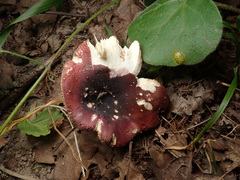 Russula integra