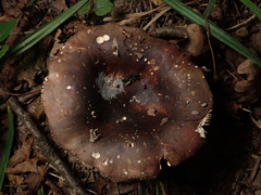 Russula integra