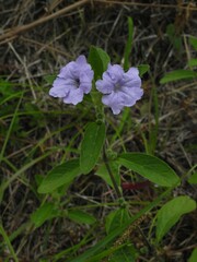 Ruellia geminiflora