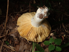 Russula integra