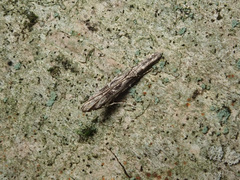 Batrachedra praeangusta