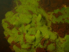 Spongillidae