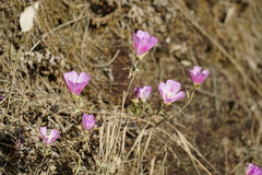Clarkia amoena whitneyi