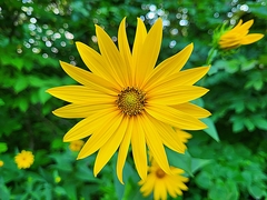 Heliopsis helianthoides