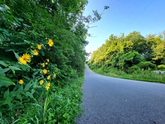 Heliopsis helianthoides