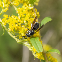 Vespula consobrina