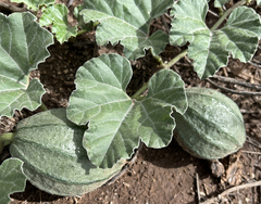 Apodanthera undulata