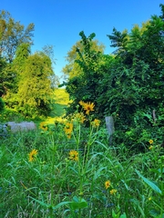Heliopsis helianthoides