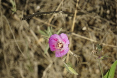 Clarkia amoena whitneyi