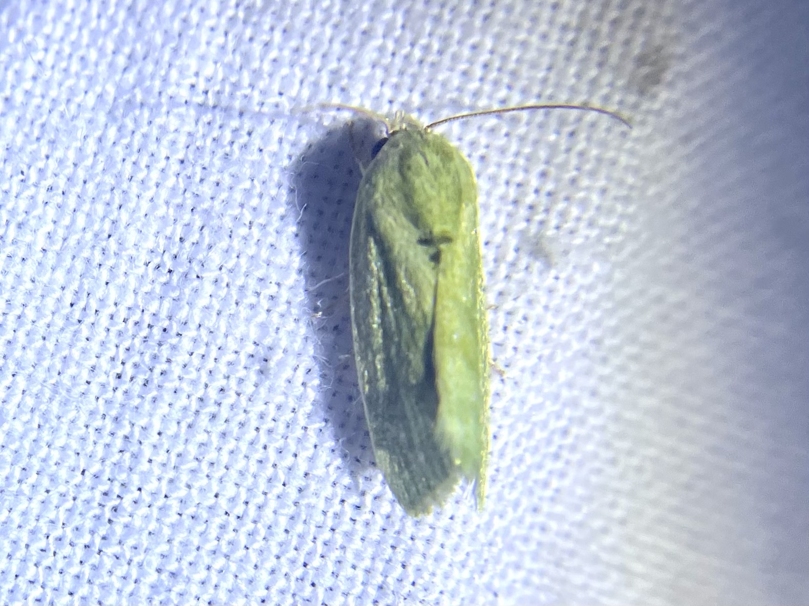 Oruga espinosa del algodonero