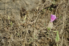 Clarkia amoena whitneyi