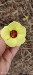 Pavonia cancellata