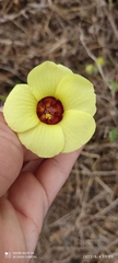 Pavonia cancellata