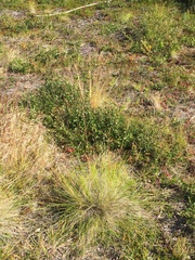 Festuca altaica