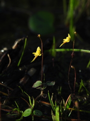 Utricularia pusilla