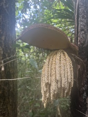 Astrocaryum mexicanum