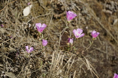 Clarkia amoena whitneyi
