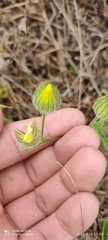 Pavonia cancellata