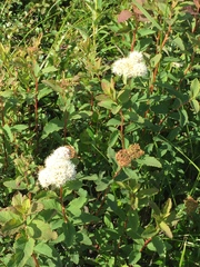 Spiraea stevenii