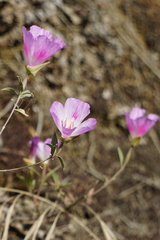 Clarkia amoena whitneyi
