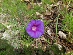 Ipomoea pubescens