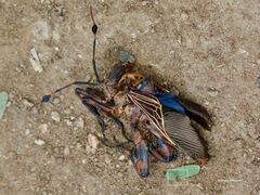 Pachylis neocalifornicus