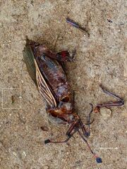 Pachylis neocalifornicus