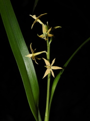 Prosthechea grammatoglossa