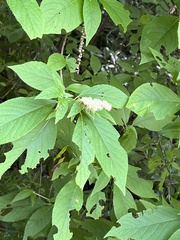 Clethra acuminata