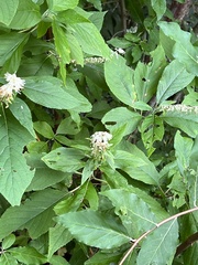 Clethra acuminata
