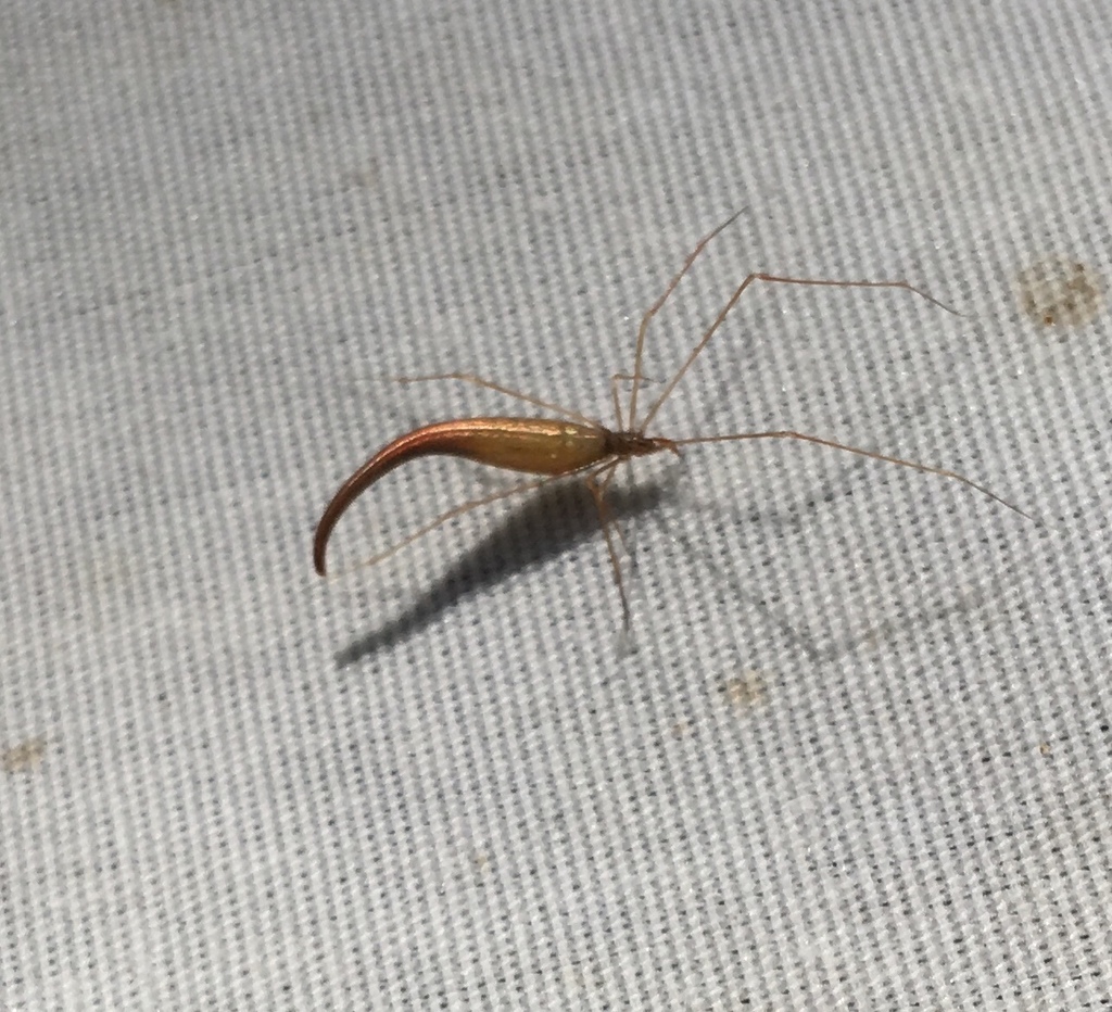 Lizard Spider
