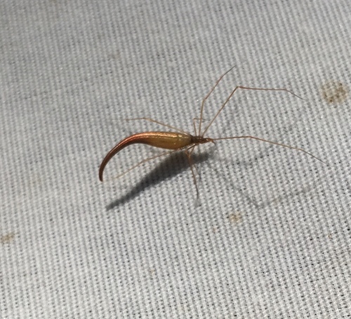 Lizard Spider