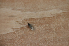 Melanoliarus acicus