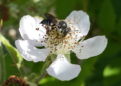 Coelioxys inermis