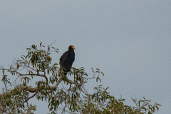 Cathartes melambrotus