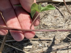 Calystegia sepium sepium