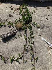 Calystegia sepium sepium
