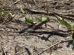 Calystegia sepium sepium