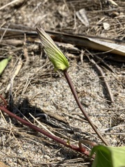 Calystegia sepium sepium