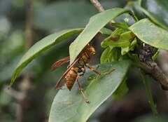 Polistes japonicus
