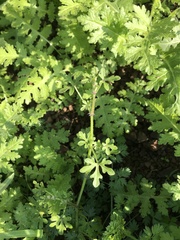 Bowlesia uncinata