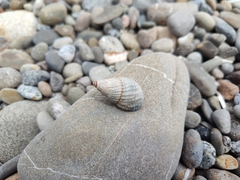 Nassarius perpinguis