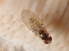 Mycodrosophila