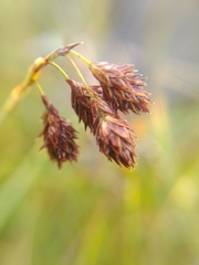 Carex atrofusca