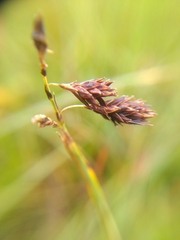 Carex atrofusca